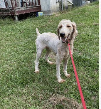 10 month old White Goldendoodle/Poodle available for adoption at Gimme Shelter Animal Rescue in Sagaponack, NY